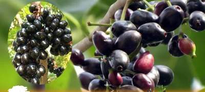 জামের ৪ উপকারী গুণ