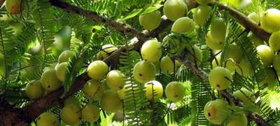 চুল ও ত্বকের বিভিন্ন সমস্যার সমাধানে আমলকী