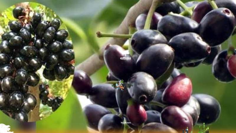 জামের ৪ উপকারী গুণ