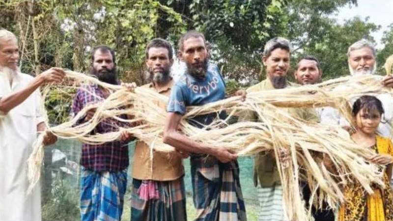 ঢ্যাঁড়শ গাছ থেকে ‘পাটের আঁশ’ উৎপাদন