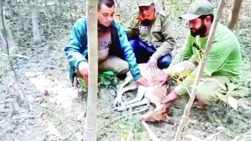 সুন্দরবনে ফাঁদে ধরা পড়া হরিণসহ শিকারি আটক