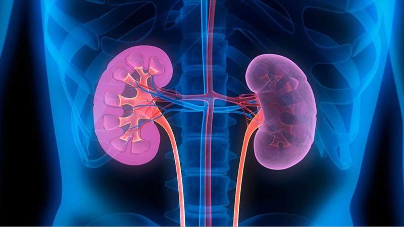 আপনার কিডনি নষ্ট হচ্ছে কীভাবে বুঝবেন?