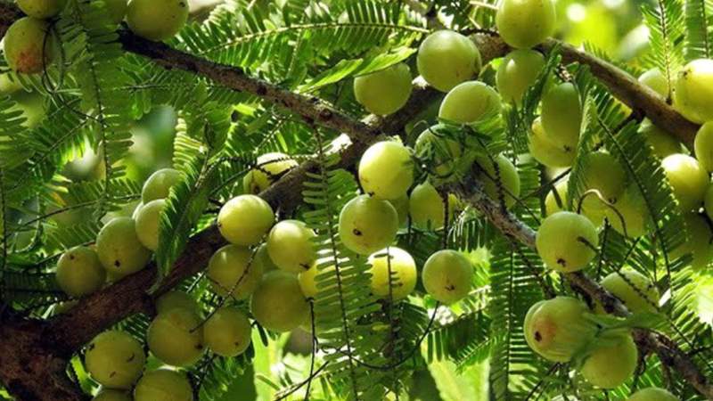 চুল ও ত্বকের বিভিন্ন সমস্যার সমাধানে আমলকী